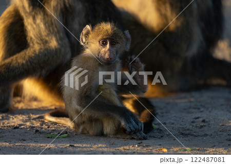 Baby chacma baboon sits scratching near others Baby chacma baboon sits scratching near others 122487081