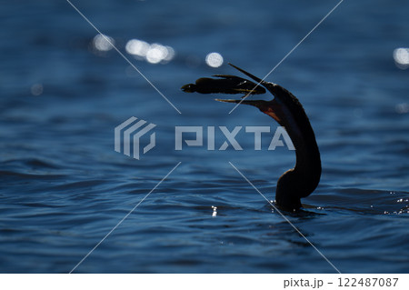 Backlit African darter catches catfish in river 122487087