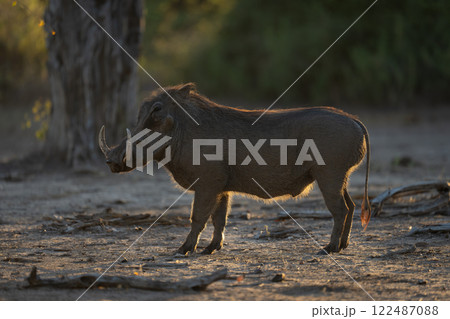 Backlit common warthog stands staring near tree 122487088