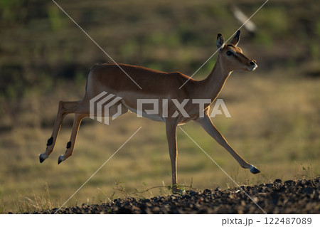 Backlit female impala gallops past on savanna 122487089