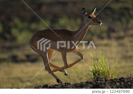 Backlit female impala runs past on savanna 122487090