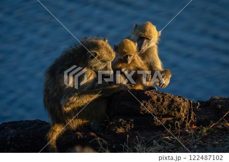 Chacma baboon family sit on rocky riverbank Chacma baboon family sit on rocky riverbank 122487102