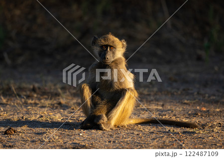 Chacma baboon sits on ground facing camera Chacma baboon sits on ground facing camera 122487109