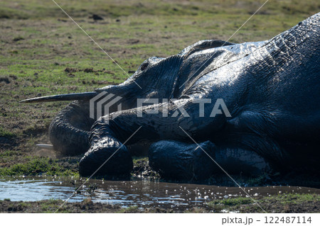Close-up of African elephant lying on riverbank 122487114
