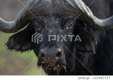 Close-up of Cape buffalo looking toward camera Close-up of Cape buffalo looking toward camera 122487117