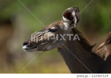 Close-up of female greater kudu in profile Close-up of female greater kudu in profile 122487124