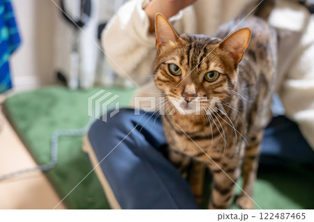 甘える猫 122487465