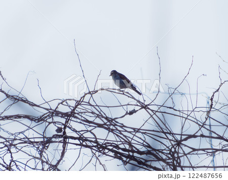 ツグミの仕草 122487656