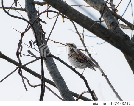 ツグミ発見 122488237