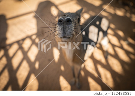 Curious Patagonian Mara in a Sunlit Enclosure. Saudi Arabia. Safari 122488553