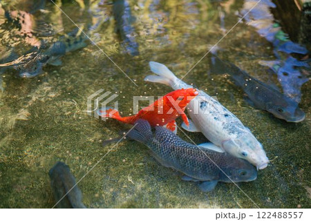 Colorful Koi Fish Swimming in a Clear Pond. Saudi Arabia. Safari Colorful Koi Fish Swimming in a Clear Pond. Saudi Arabia. Safari 122488557