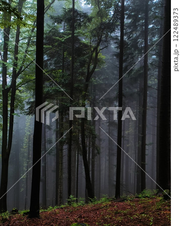 A mysterious dense forest with tall fir trees, enveloped in soft mist. A mysterious dense forest with tall fir trees, enveloped in soft mist. 122489373