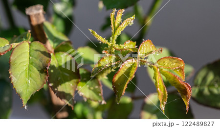 Close up of Aphids sucking nutrient from the rose leaf. Aphids is small, soft-bodied insects that feed by sucking the nutrient-rich liquids out of plant 122489827