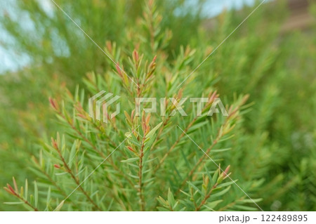 Melaleuca bracteata macro leaves small world 122489895