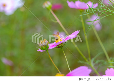 コスモスの花に訪れたミツバチ コスモスの花に訪れたミツバチ 122489915