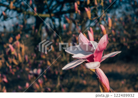 Magnolia flowers in bloom. Magnolia flowers in bloom. 122489932