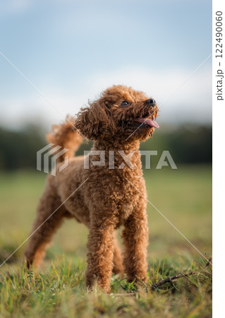 A playful red-brown toy poodle dog with its tongue sticking out. Happy Toy poodle puppy on a walk in the park 122490060