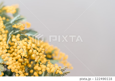 ミモザ アカシアの花 ミモザ アカシアの花 122490118
