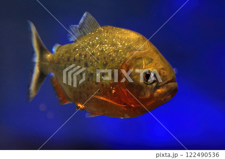 red piranha fish close up detail underwater Pygocentrus nattereri red piranha fish close up detail underwater Pygocentrus nattereri 122490536