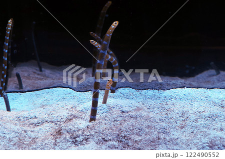 garden eels underwater close up 122490552