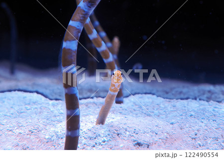 garden eels underwater close up 122490554