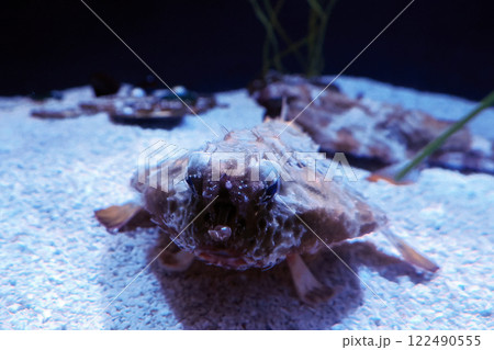 batfish ogcocephalus cubiformes underwater portrait 122490555