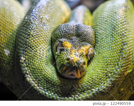 python snake close up eye 122490559