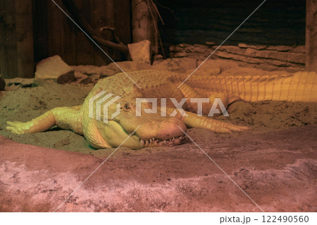 A white Albino american alligator close up 122490560