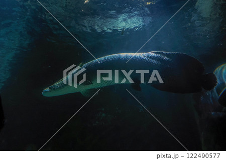 Arapaima underwater Arapiama gigas fish portrait Arapaima underwater Arapiama gigas fish portrait 122490577