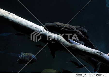 upside down freshwater catfish underwater portrait 122490578