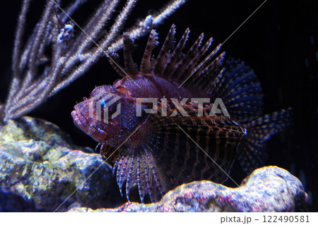 fuzzy dwarf lionfish dandrochirus brachypterus 122490581