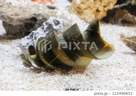 port jackson shark eggs underwater port jackson shark eggs underwater 122490652