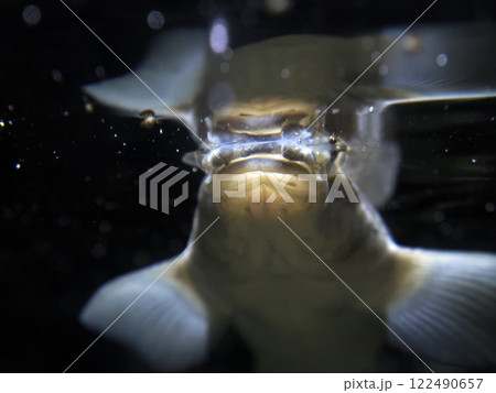 Largescale foureyes anableps anablepsfish portrait 122490657