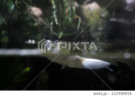 Largescale foureyes anableps anablepsfish portrait 122490658