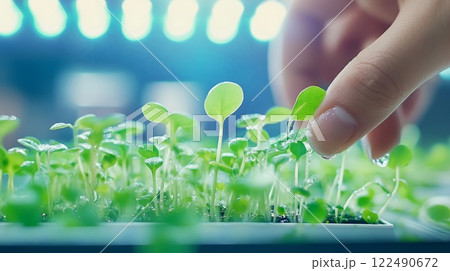 Female hands nurture microgreens with water droplets glistening under LED lights in a stylish kitchen setup, mini indoor farm concept Female hands nurture microgreens with water droplets glistening under LED lights in a stylish kitchen setup, mini indoor farm concept 122490672