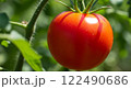 新鮮なトマト 122490686