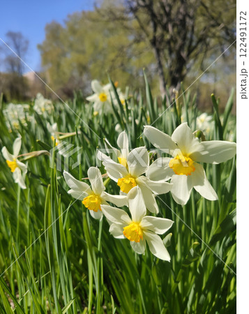 Meadow of blooming daffodils, white primroses, spring flowers, background for holiday cards, Easter Meadow of blooming daffodils, white primroses, spring flowers, background for holiday cards, Easter 122491172