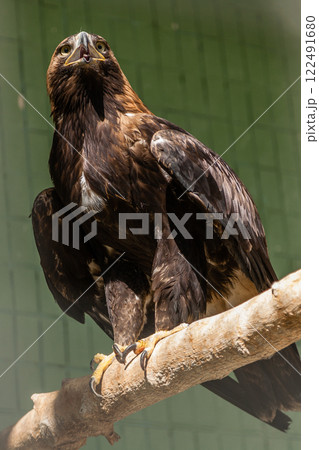 Falcon (hawk) sits on a tree 122491680