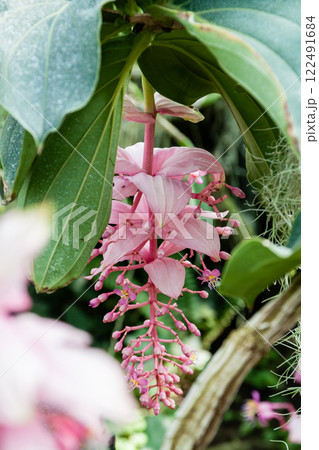 Flowering orchids in the botanical garden Flowering orchids in the botanical garden 122491684