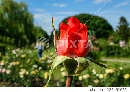 Flowering summer rose in bud Flowering summer rose in bud 122491685