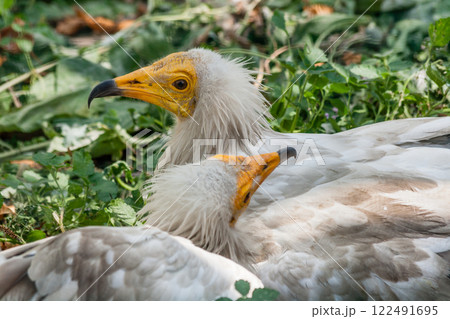 Common vulture (Neophron percnopterus) 122491695
