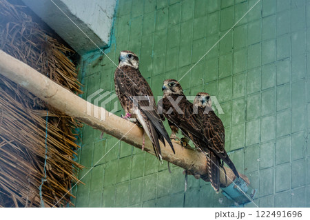 An eagle and a falcon sit on a close-up branch 122491696