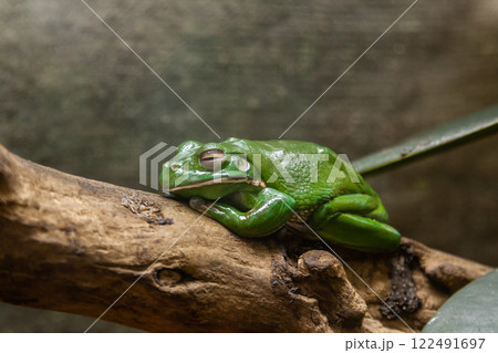A green toad sits on a branch A green toad sits on a branch 122491697