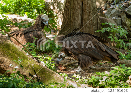 Griffins in green grass closeup Griffins in green grass closeup 122491698