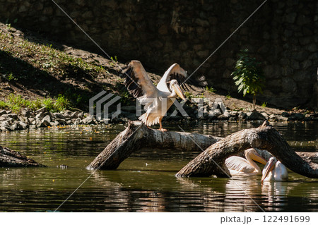 Pelican sits on a log and is heated in the sun Pelican sits on a log and is heated in the sun 122491699