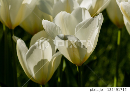 Macro of white tulips on a background of green grass Macro of white tulips on a background of green grass 122491715