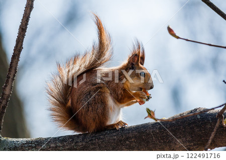 Squirrel sits on a tree Squirrel sits on a tree 122491716