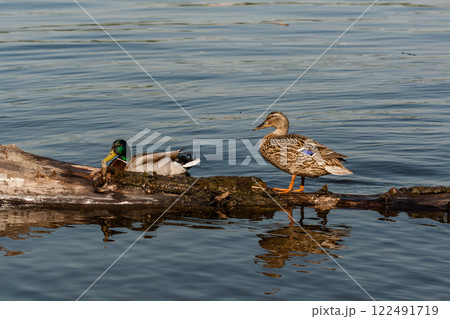 Duck and drake sit on a log 122491719