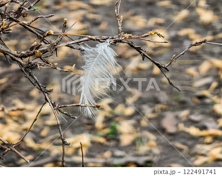 Small white bird feather on a branch. A white feather hangs on a dry bush. Close-up on a soft background Small white bird feather on a branch. A white feather hangs on a dry bush. Close-up on a soft background 122491741