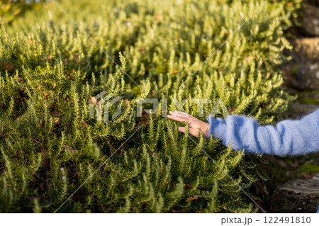Hand Reaching Towards Rosemary 122491810